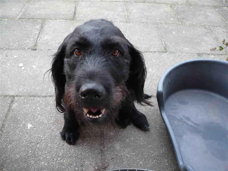 {{currentPhoto.altText}} billede {{currentPhoto.number}}