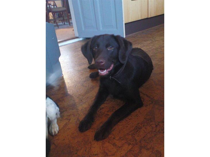 Labrador retriever Tanni<3 - VElkommen til Tannis profil;) jeg vil ik have dumme kommentar fra folk!!!!!!;)men i er velkommenne til at ligge kommentar, bedømelse og stemme i udfortringer;) billede 1