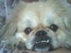 Pekingeser Lotus