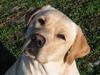 Labrador retriever Juelsgaard's Chalmer (død 2014)