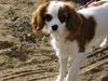Cavalier king charles spaniel Bella - født 15 oktober