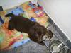 Blanding af racer Bella *6 mdr*