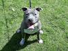 Amerikansk staffordshire terrier Baloo