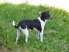 Dansk svensk gaardhund Trunte