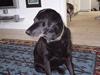 Labrador retriever Dixie  [ Himmelhund]