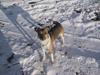 Dansk svensk gaardhund MOLLY + R. I. P 13/11-19 