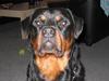 Rottweiler raco eller saaek s falco