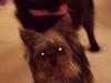 Yorkshire terrier mitzi