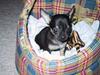 Chihuahua Speedi
