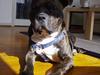 Amerikansk staffordshire terrier Taz