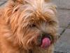 Cairn terrier Mathe