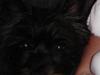 Cairn terrier Freja