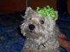 West highland white terrier Frida [ Himmelhund]