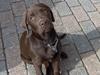 Labrador retriever Tyzon <3