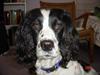 Engelsk springer spaniel Wiking Warrior Freja