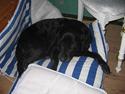 Labrador retriever fie ( aflivet ;(