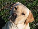 Labrador retriever Juelsgaard's Chalmer (død 2014)