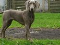 Weimaraner Lilo