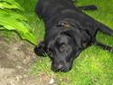 Labrador retriever Sussie
