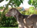 Weimaraner Chili 16.07.04
