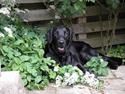 Flat coated retriever Gonzo