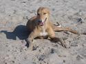 Greyhound Nina