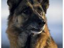 Schæferhund Scully RIP 090210
