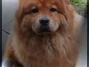 Chow chow tulle