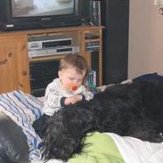 Briard Cody