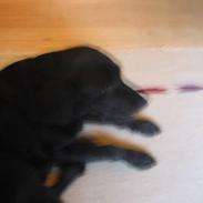 Labrador retriever fie ( aflivet ;(