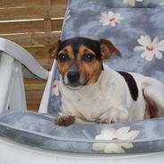 Dansk svensk gaardhund mimi