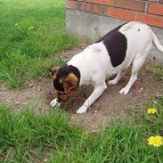 Dansk svensk gaardhund mimi