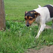 Dansk svensk gaardhund mimi