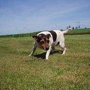 Dansk svensk gaardhund mimi