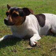 Dansk svensk gaardhund mimi