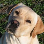 Labrador retriever Juelsgaard's Chalmer (død 2014)