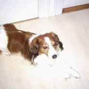 Kooikerhondje Lucky