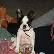 Fransk bulldog Finn
