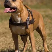 Amerikansk staffordshire terrier Nadia   *R.I.P.*