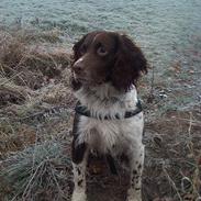 Engelsk springer spaniel Twister F.T. "R.I.P"