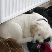 Golden retriever Nila