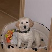 Golden retriever Nila