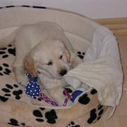 Golden retriever Nila