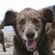 Langhåret Weimaraner Agge