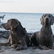 Langhåret Weimaraner Agge