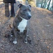 Amerikansk staffordshire terrier Silver(Død)