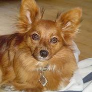 Blanding af racer Felix