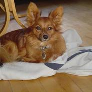 Blanding af racer Felix