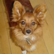 Blanding af racer Felix