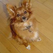 Blanding af racer Felix